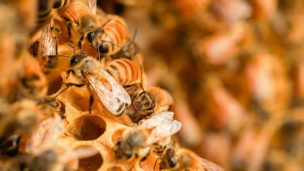 WHY FIND THE QUEEN BEE? - Beekeeping Like A Girl