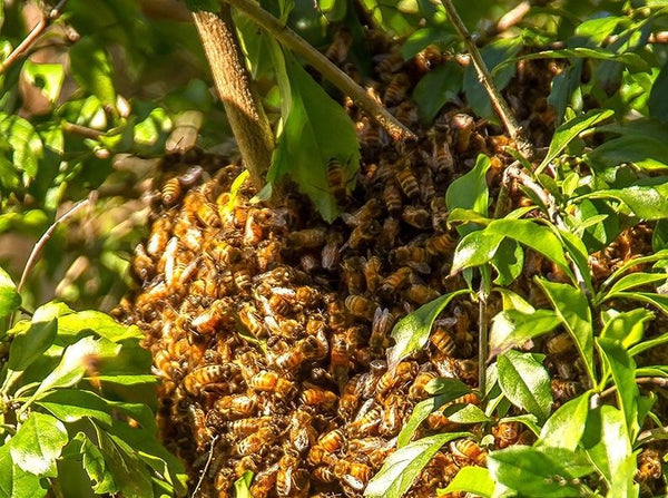 Understanding The Role Of The Queen Bee In A Colony - Ecrotek Beekeeping  Supplies Australia