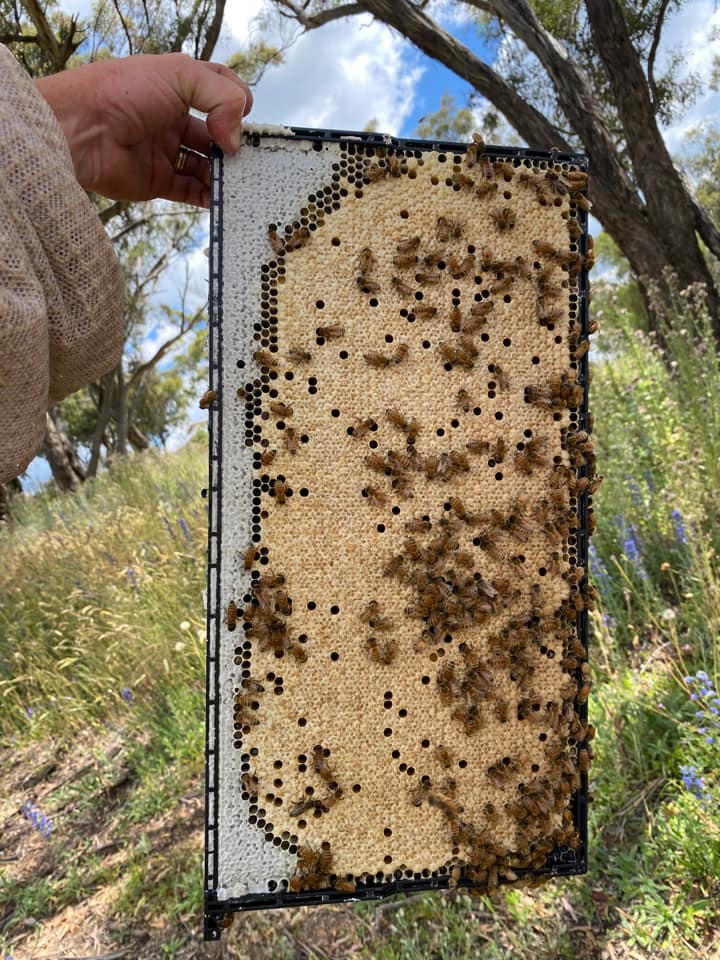 Bee Hive Box - Assembled with Waxed Plastic Frames - Budget Grade