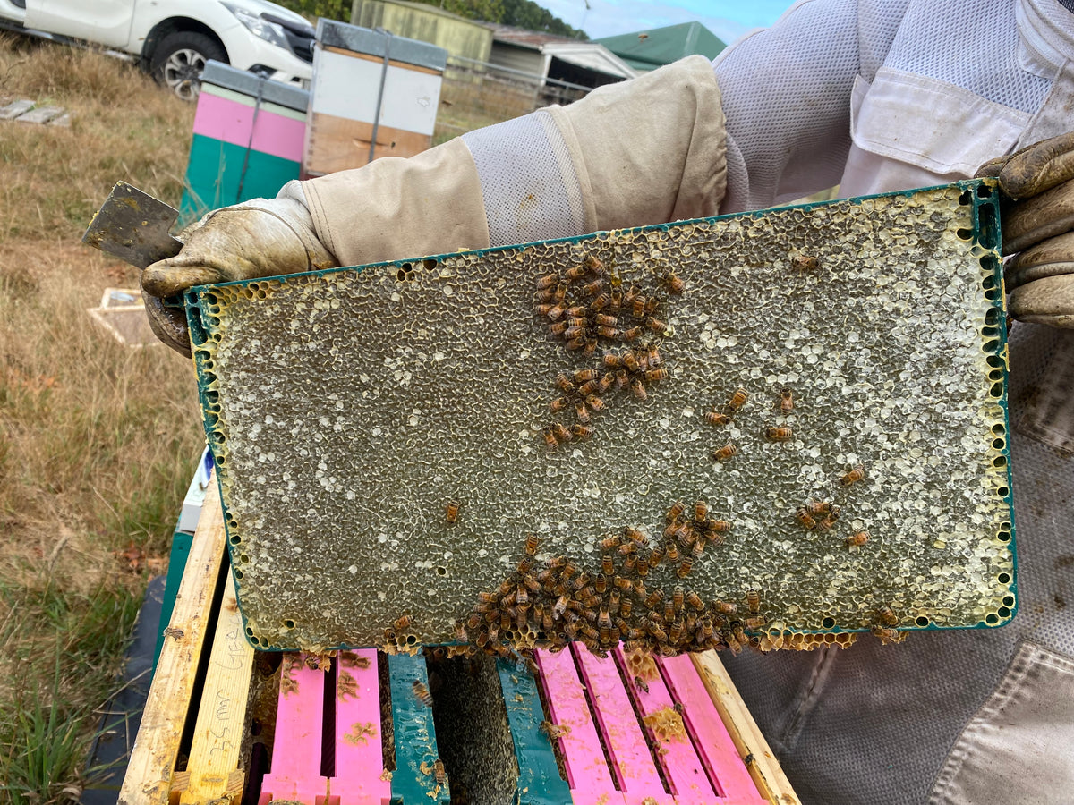 Bioforme Frame - 30g Wax Full Depth