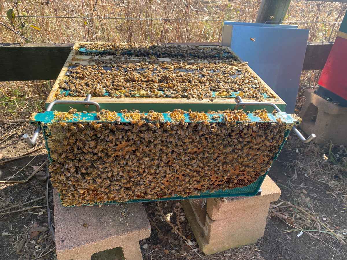 Bioforme Frame - 30g Wax Full Depth