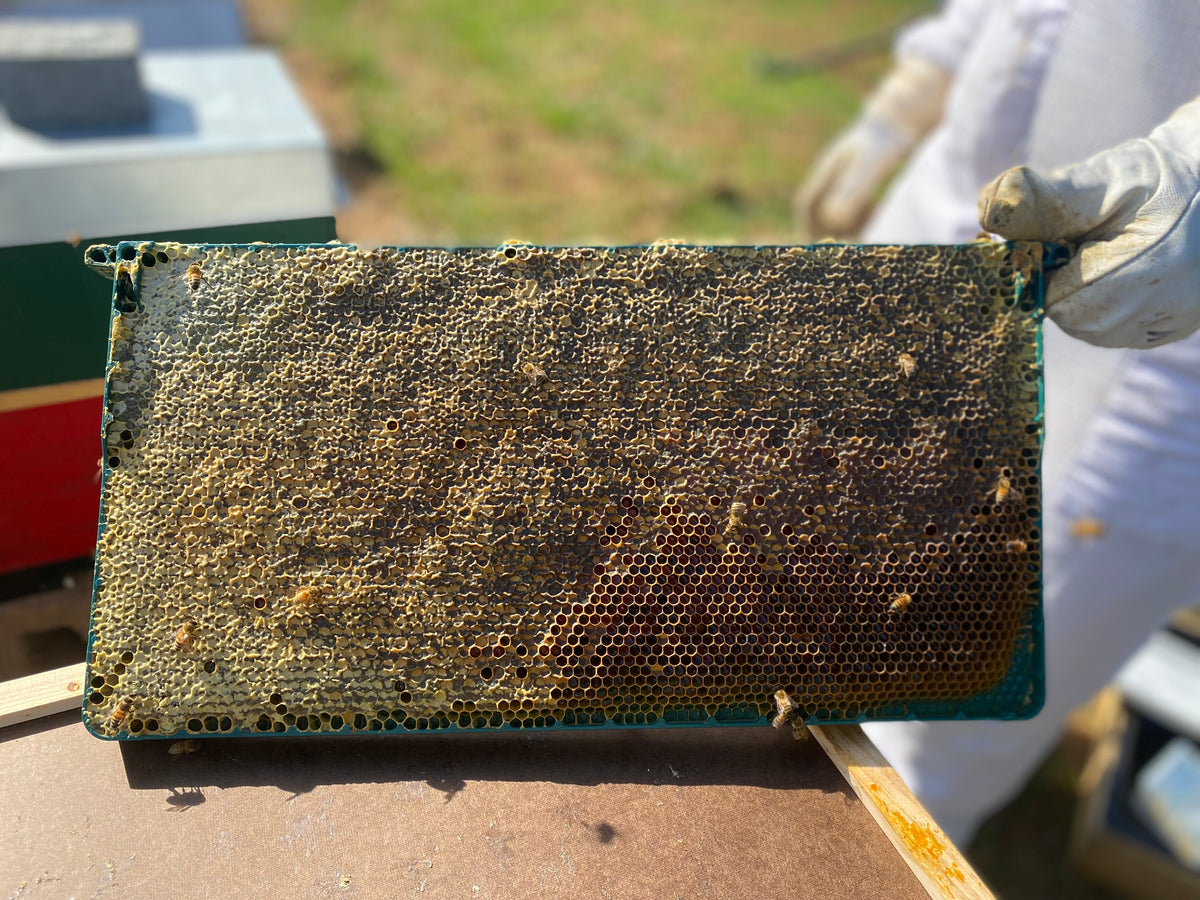 Bioforme Frame - 30g Wax Full Depth