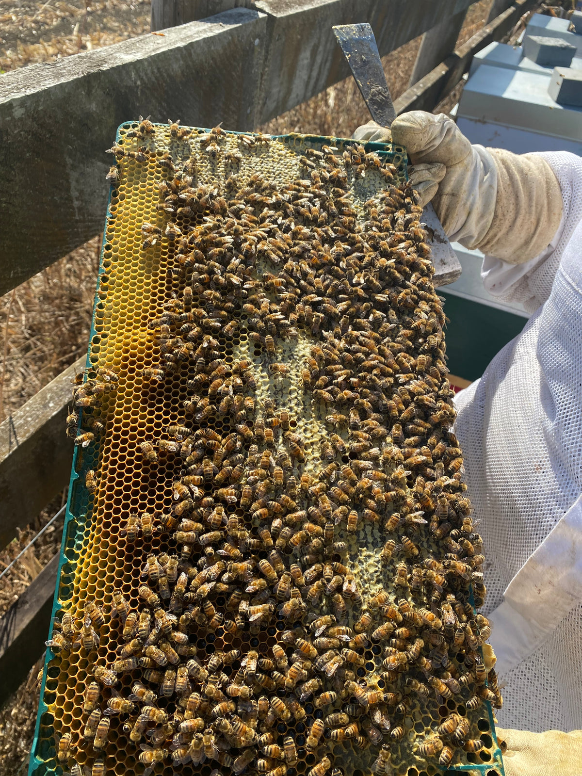 Bioforme Frame - 30g Wax Full Depth