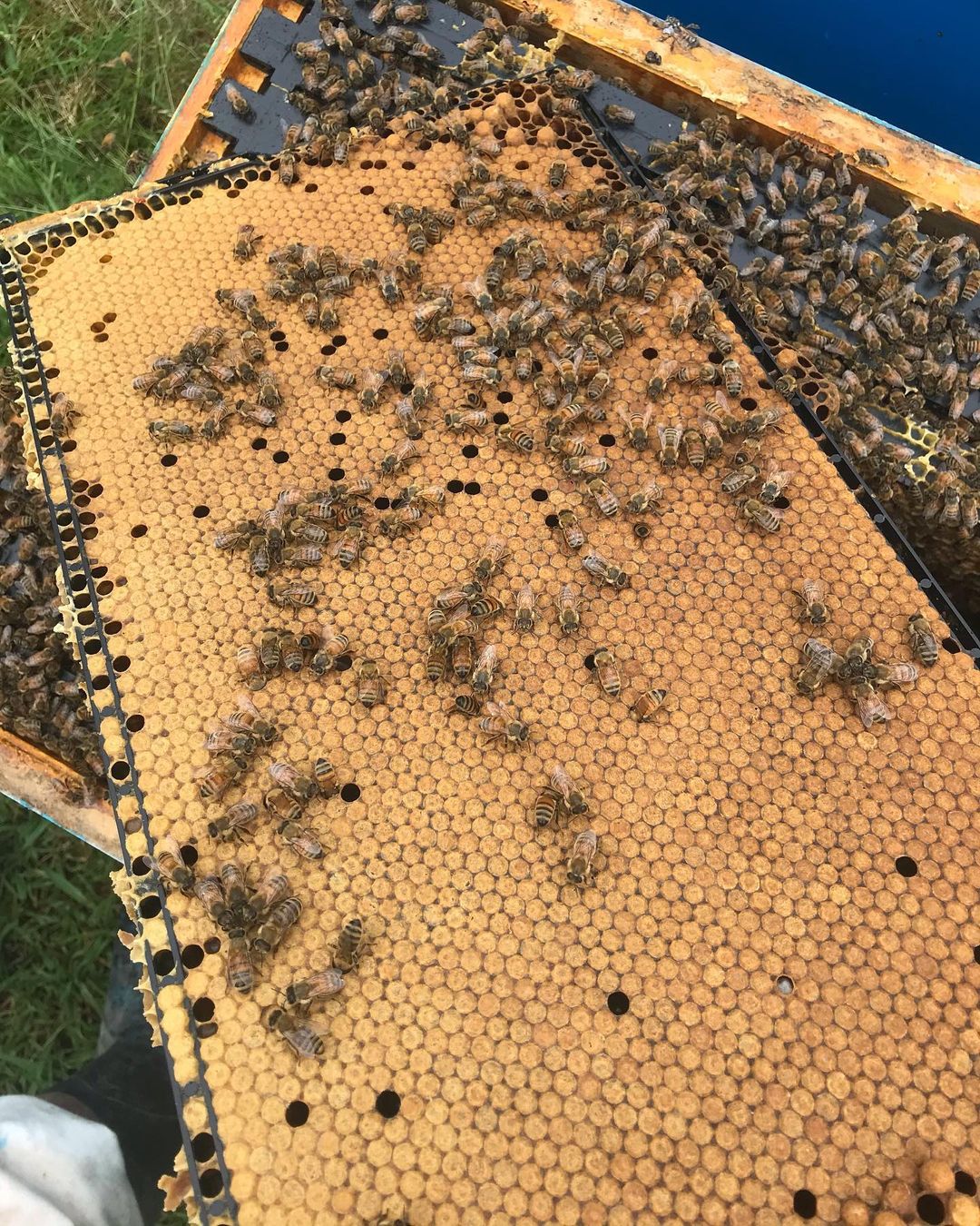 Ready-To-Go Super - Beetek+ Waxed Plastic Frames - Full Depth (Standard)