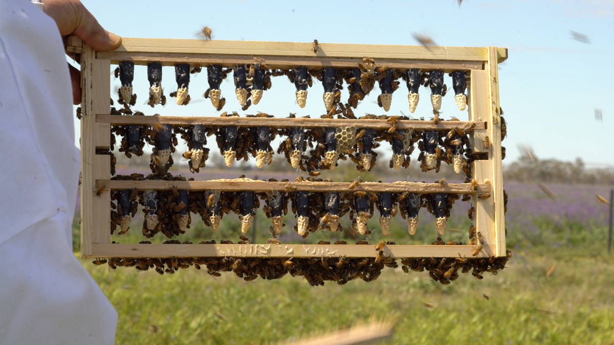 Queen Cell Cups - Four Options