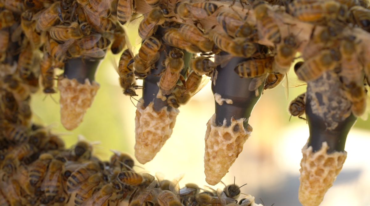 Queen Cell Cups - Four Options