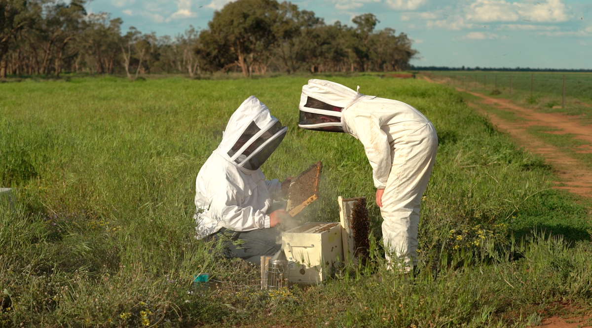Mens Bee Suit with Folding Hood - (White) - NZ made