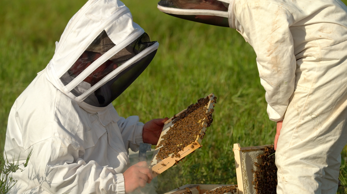 Mens Bee Suit with Folding Hood - (White) - NZ made