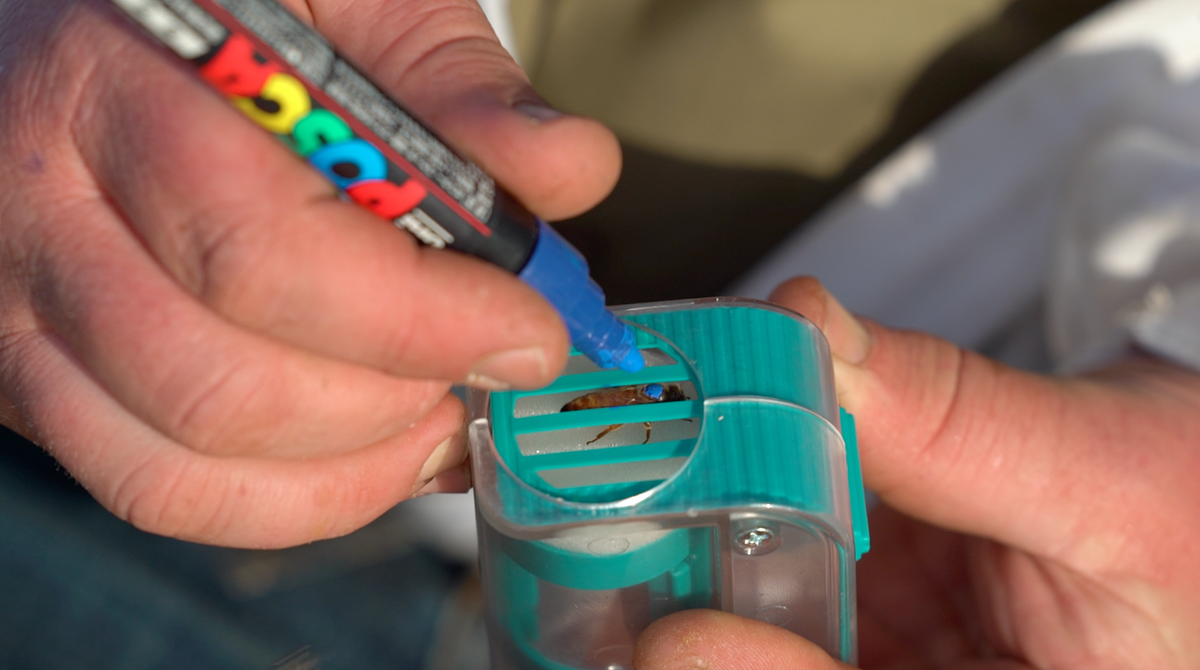 Queen Marking Pen - Five Colours Available