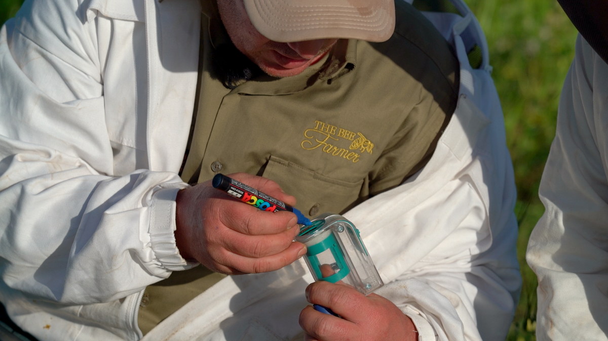 One Hand Queen Catcher