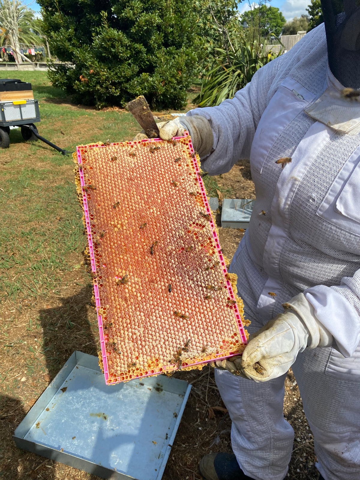 HoneyMax Hoffman Pink Frame - 3/4 Depth