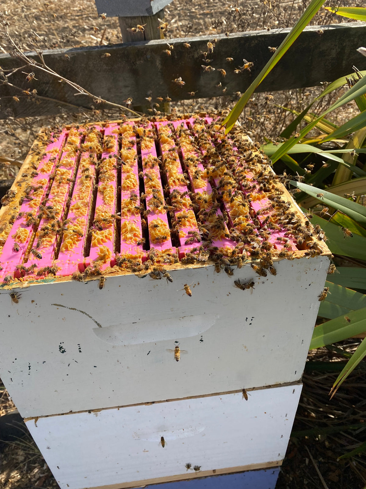 HoneyMax Hoffman Pink Frame - 3/4 Depth