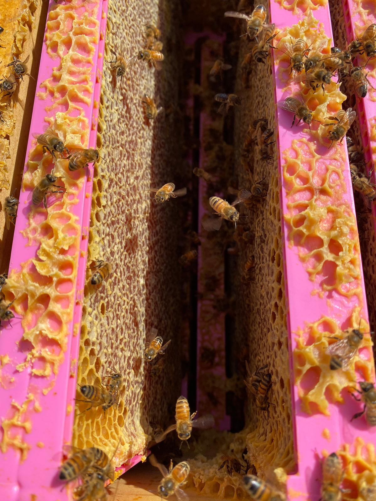 HoneyMax Hoffman Pink Frame - 3/4 Depth