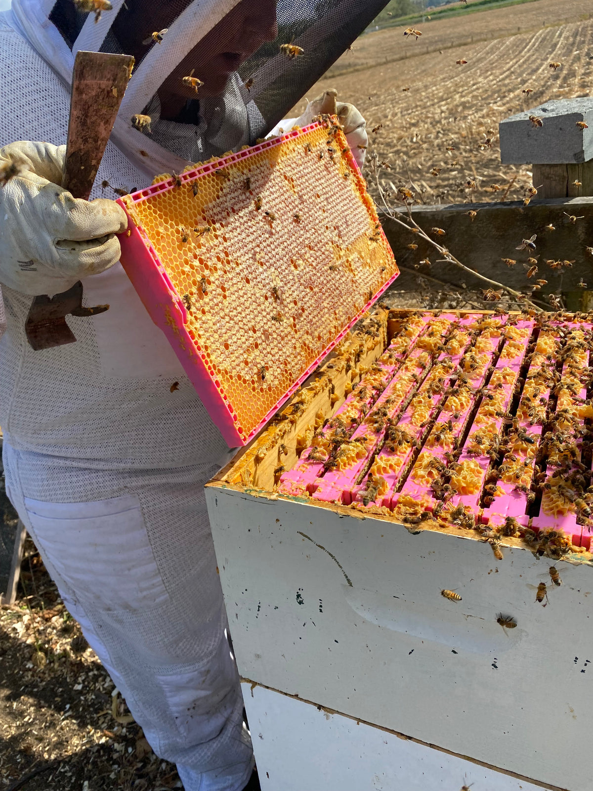 HoneyMax Hoffman Pink Frame - 3/4 Depth