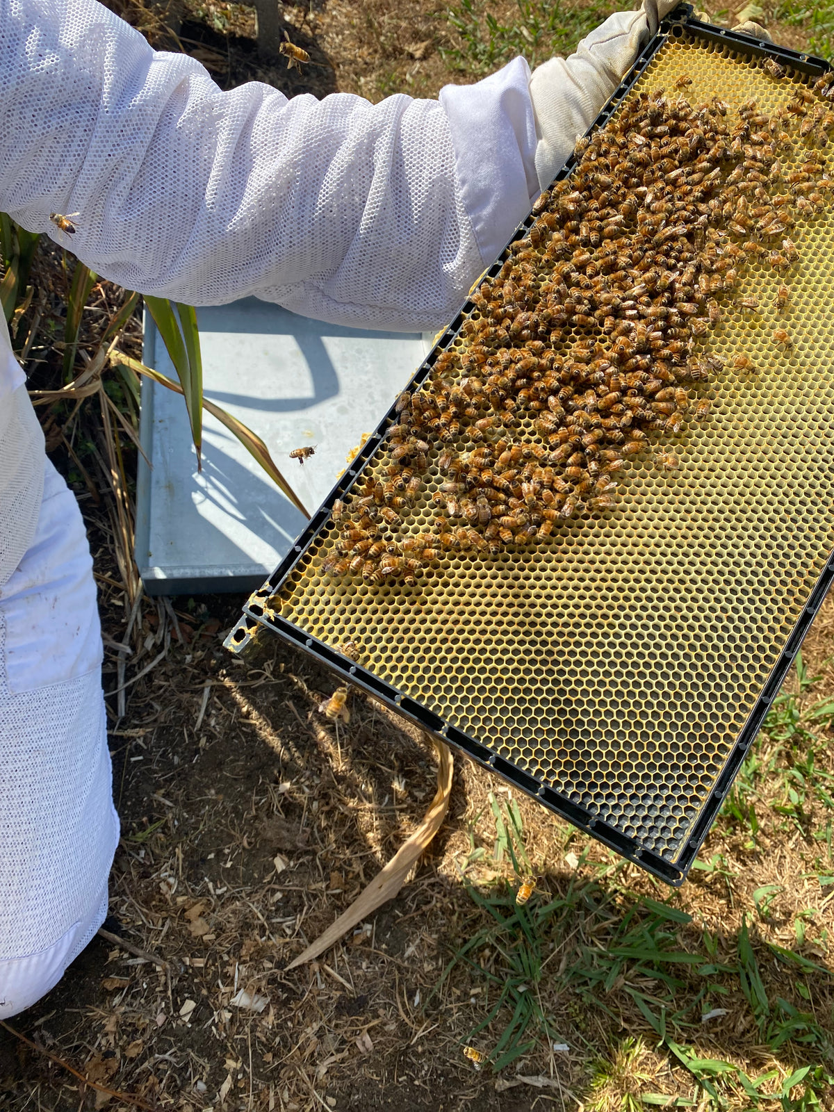 Plastic Bee Hive Frame - Full Depth - Beetek - Waxed or Unwaxed