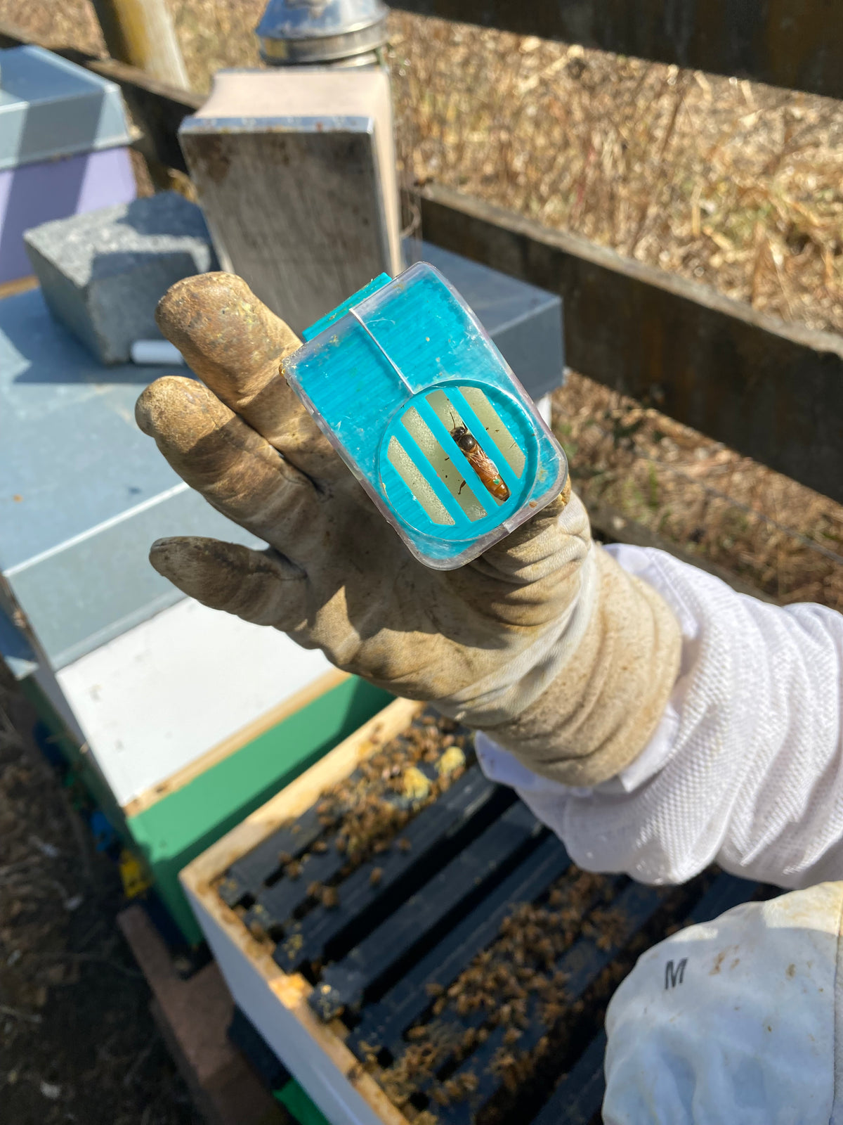 One Hand Queen Catcher