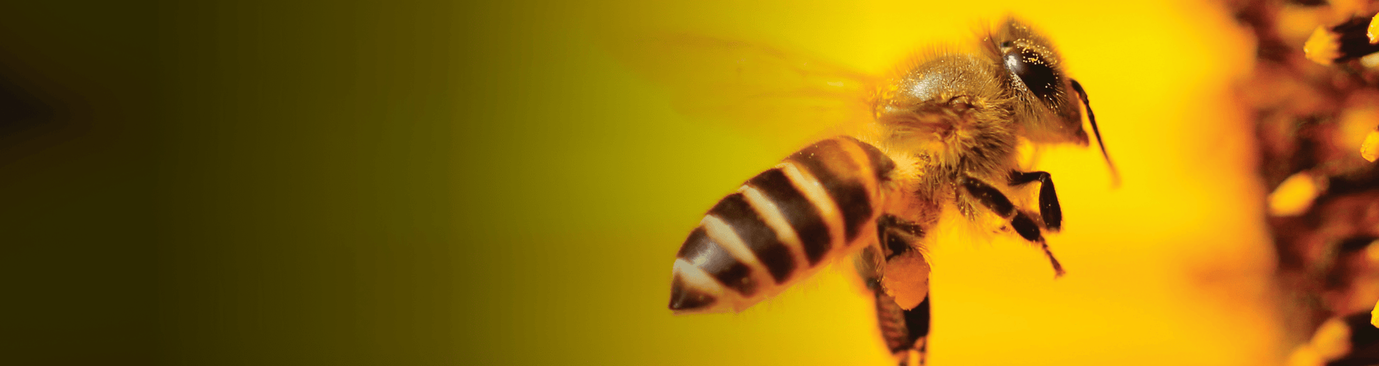 Beekeeping Training Providers