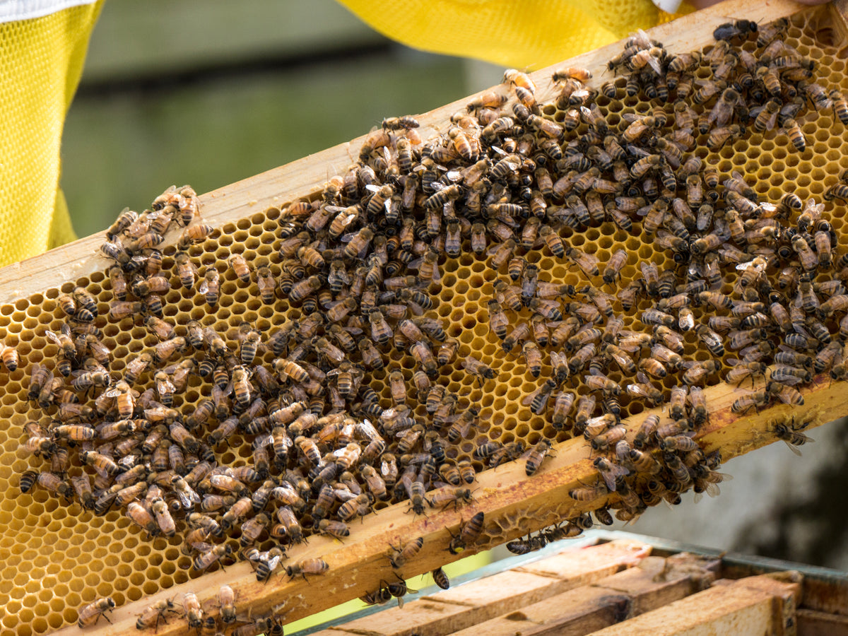 Assembled and Wired Frame - 3/4 Depth 33mm