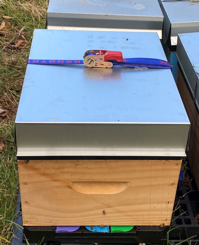 Bee Ratchet Hive Strap