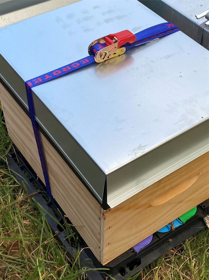 Bee Ratchet Hive Strap