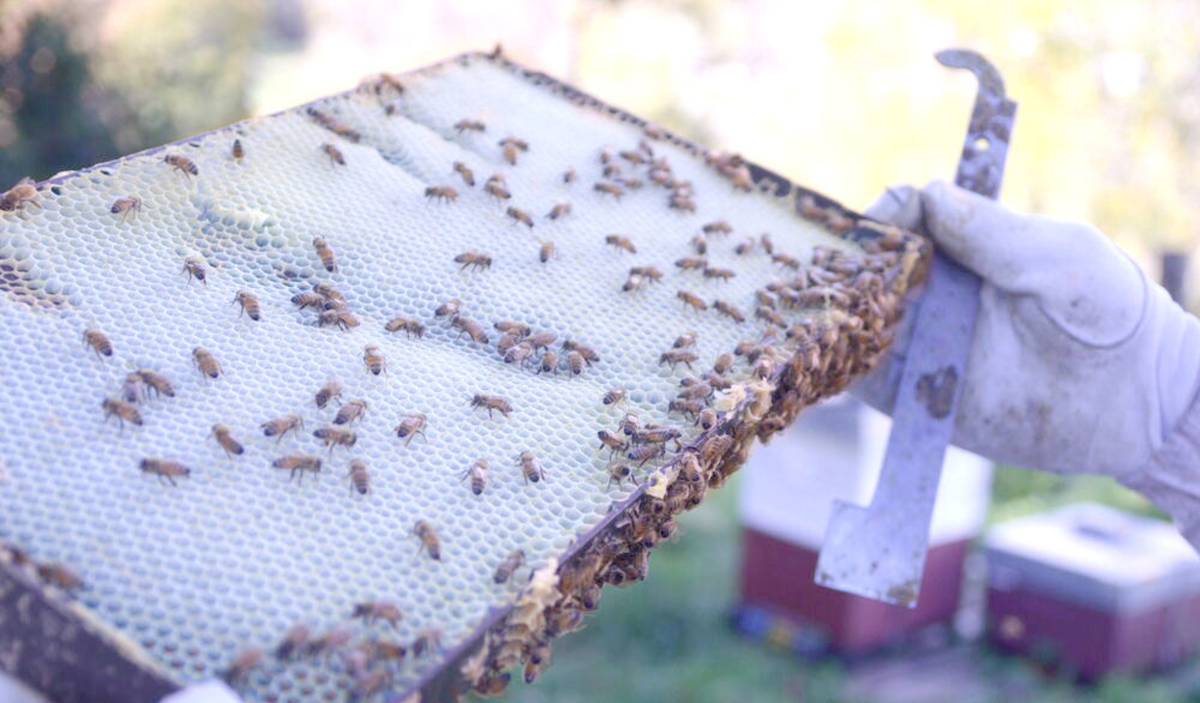 Bee Hive Frame - Beetle Resistant Plastic Frame - Beetek Plus+ Full Depth