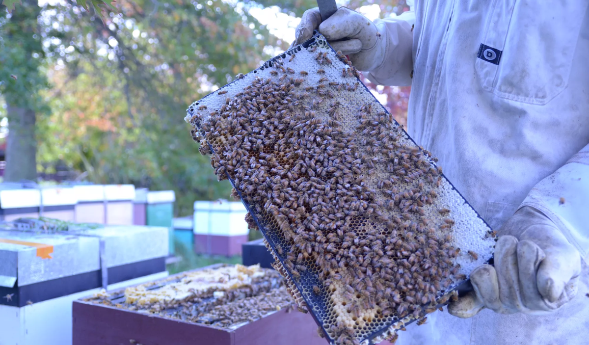 Bee Hive Frame - Beetle Resistant Plastic Frame - Beetek Plus+ Full Depth