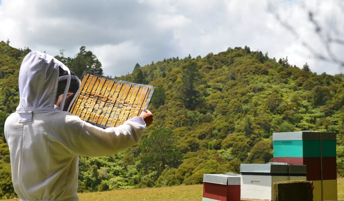 Beetek Propolis Mat - 10 Frame