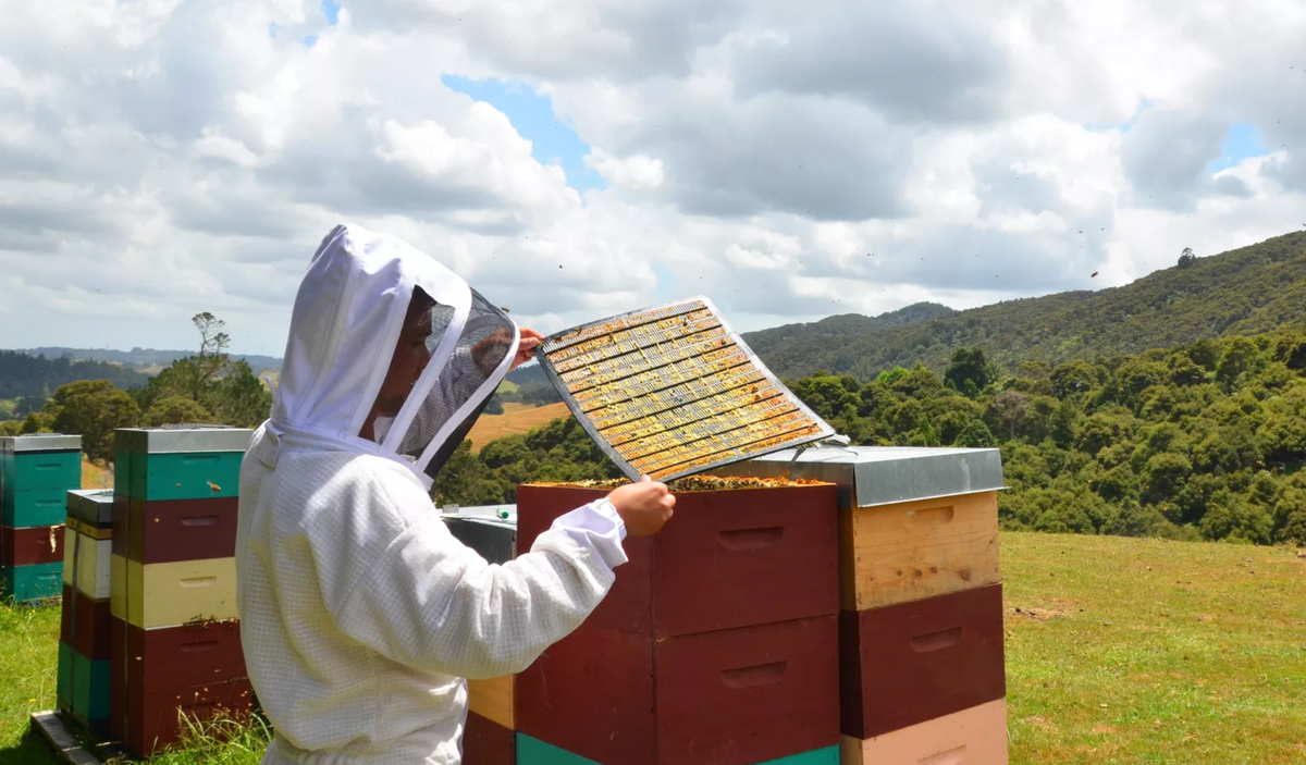 Beetek Propolis Mat - 10 Frame