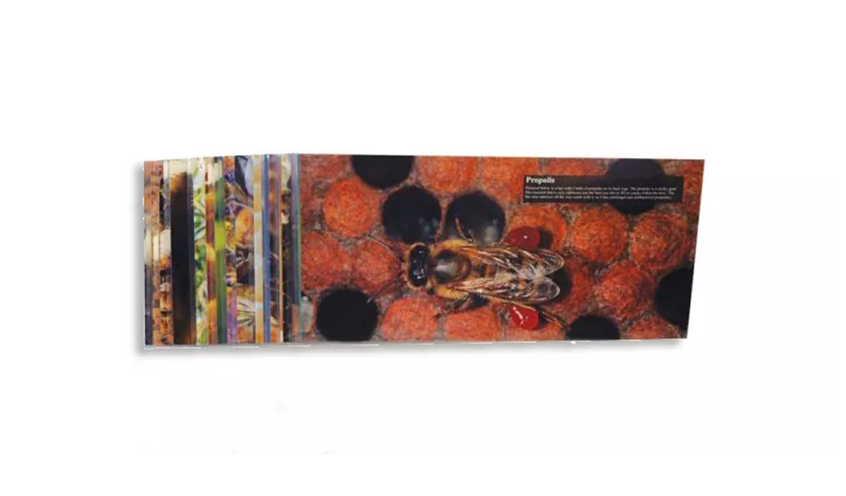 Teaching Frame Inserts - Set of 20