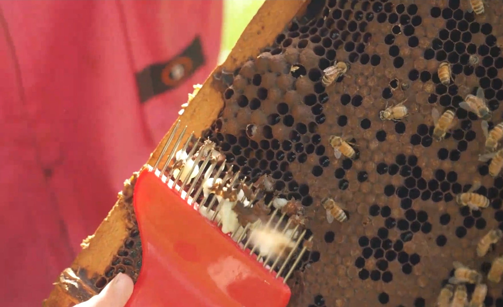 Simple Varroa Monitoring with a Capping Scratcher