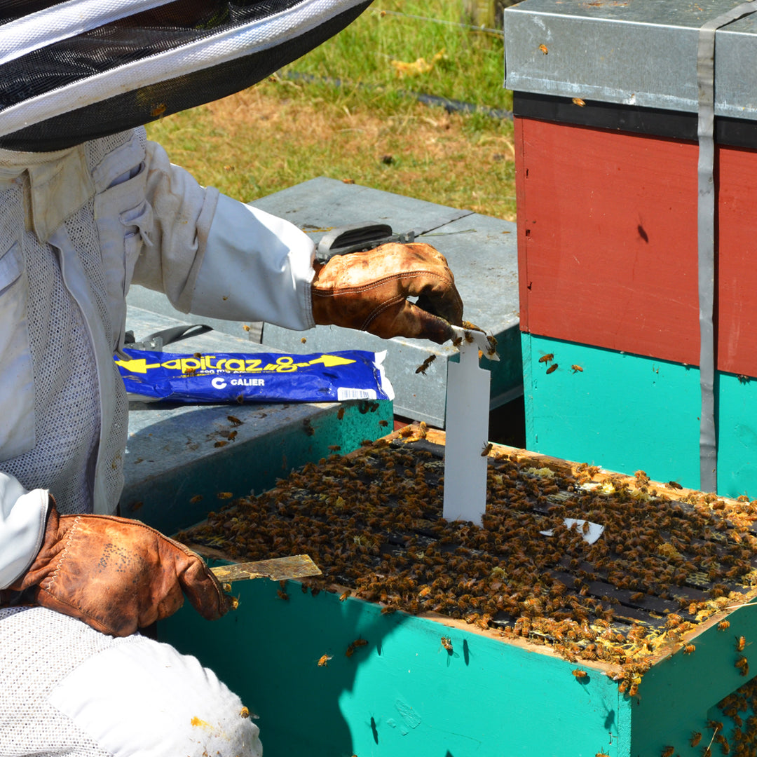 Why Varroa Mite Control Is the Key to Hive Survival and Honey Production in Australia