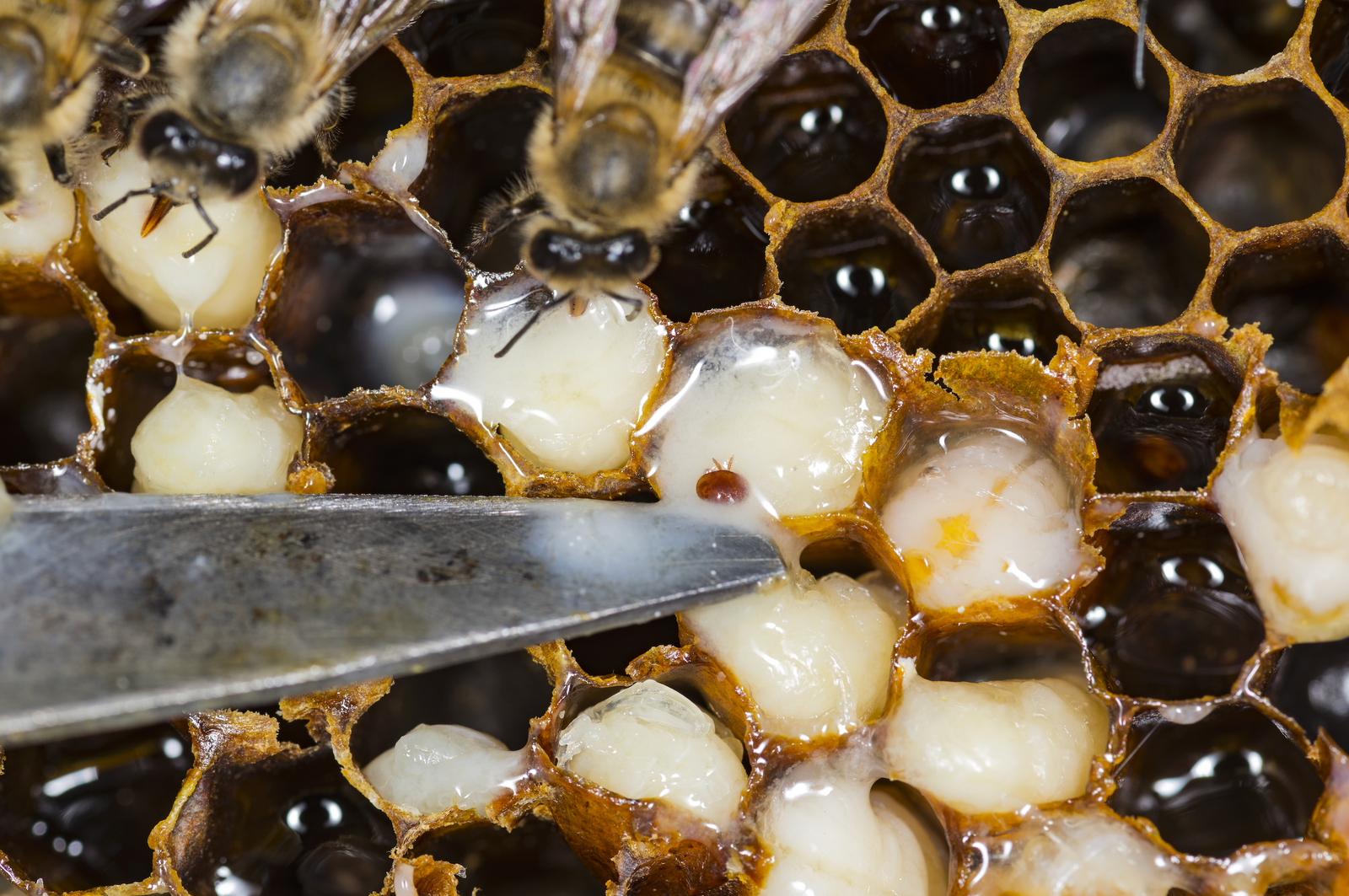 Varroa Mite Treatment Timing: Insights for Australian Beekeepers with Dr. Mark Goodwin