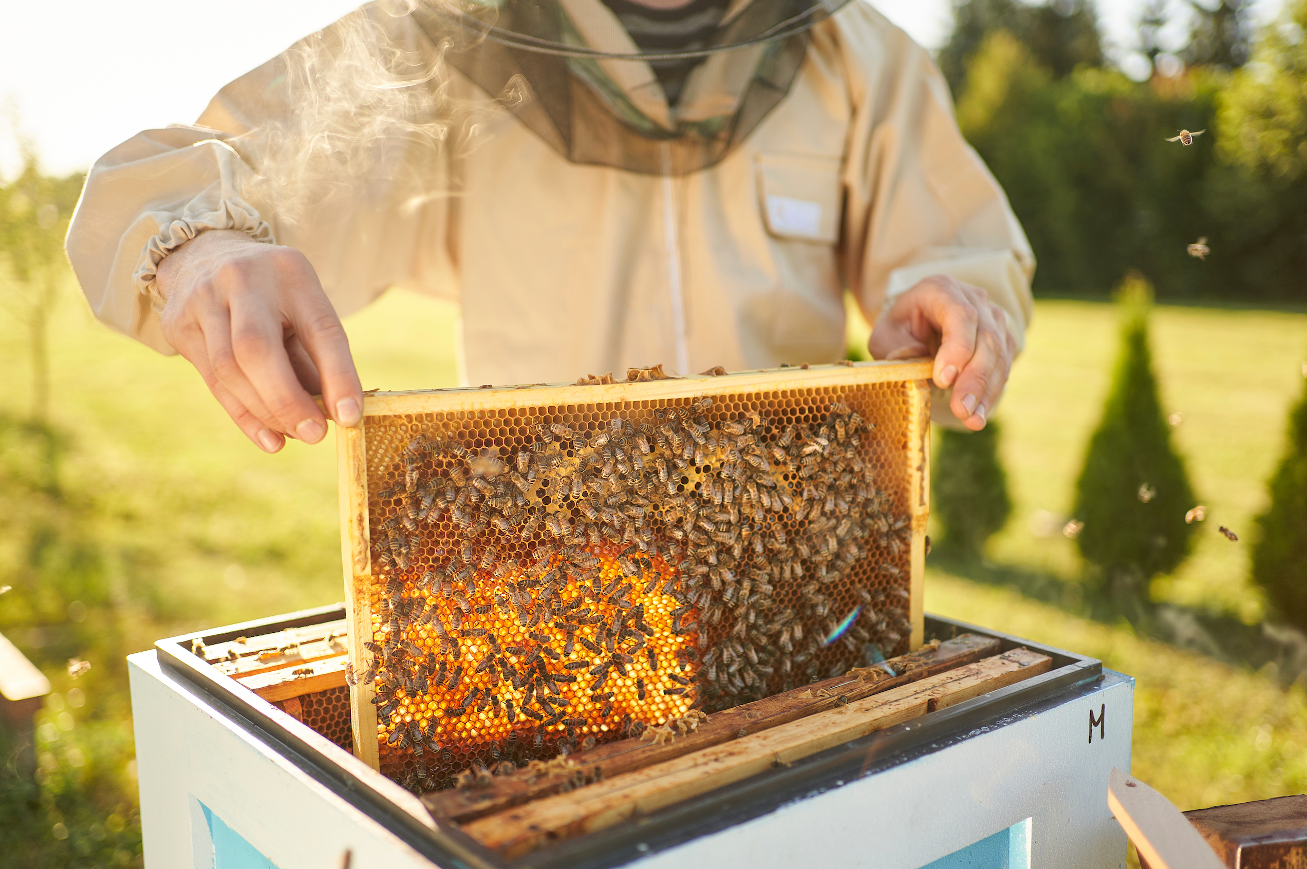 Maximising Honey Production, Despite Varroa Mite Challenges