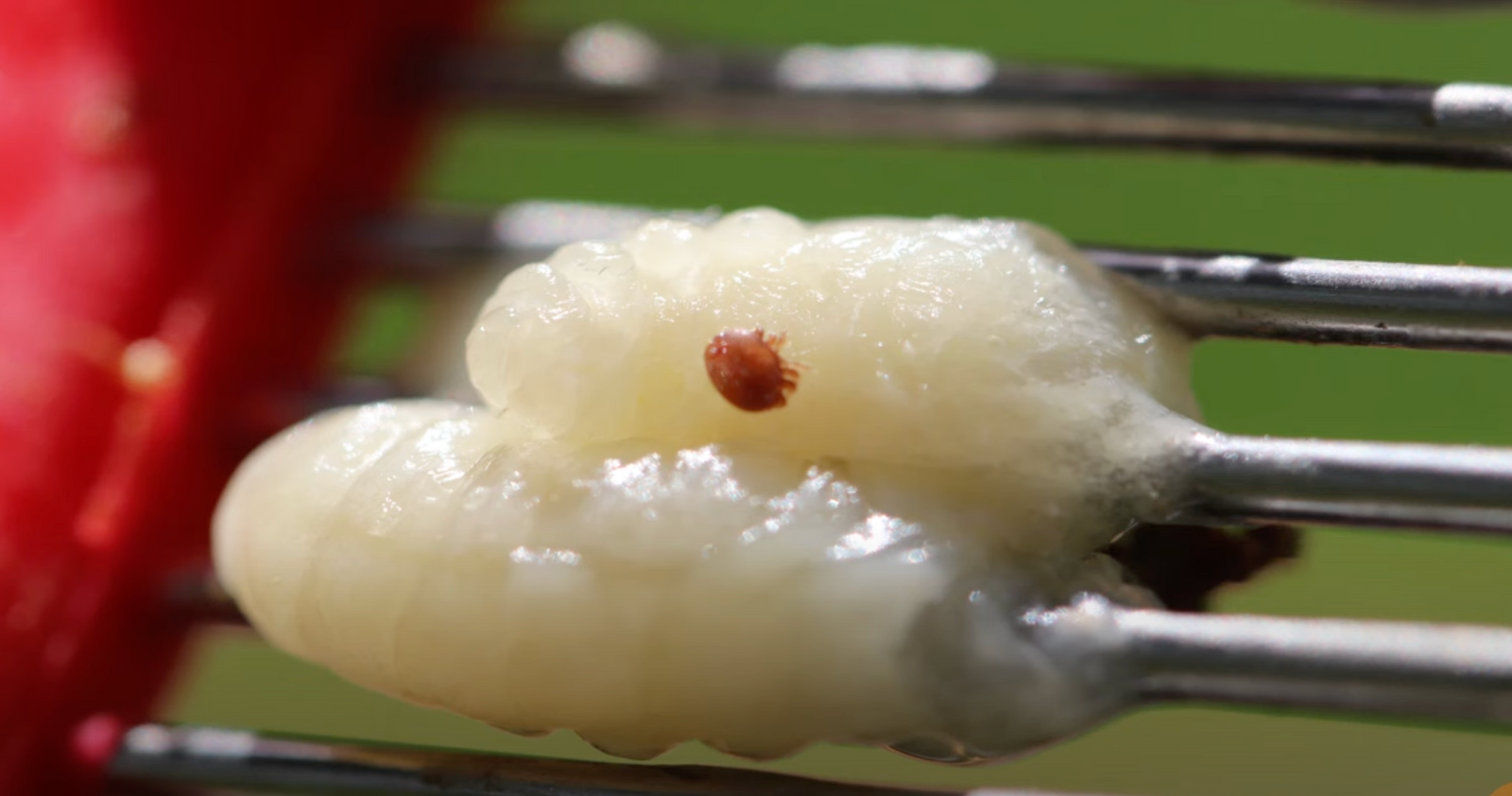 How to Treat Varroa Mites in Australia