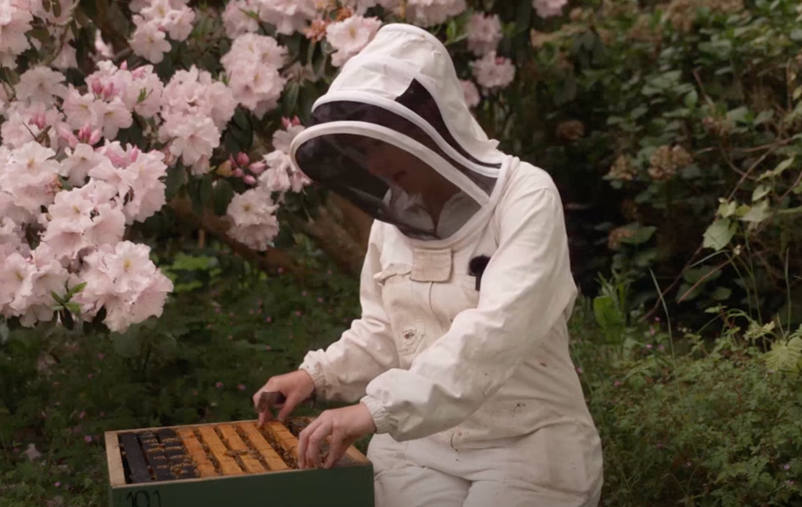 Understanding the Varroa Mite Lifecycle in Australia