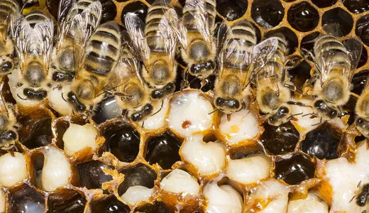 Varroa Mite: Understanding the Threat and Protecting Your Hives