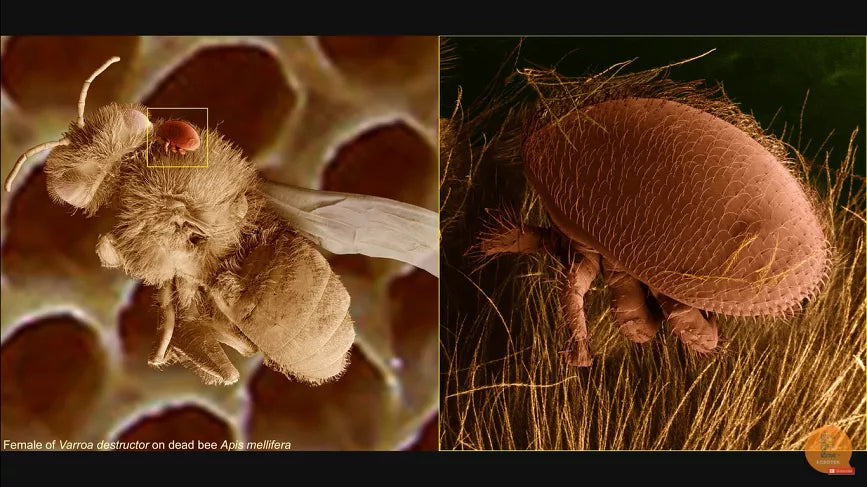 Varroa surveillance tools and techniques