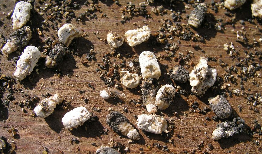 Chalkbrood in Honeybees and Leafcutter Bees