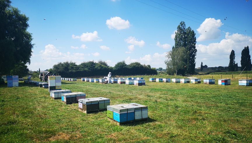 Your Beekeeping Checklist for Autumn