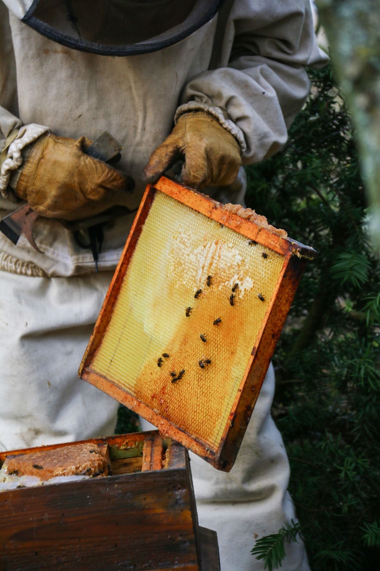 Beekeeping 101: Essential Gear Every Newbie Needs!