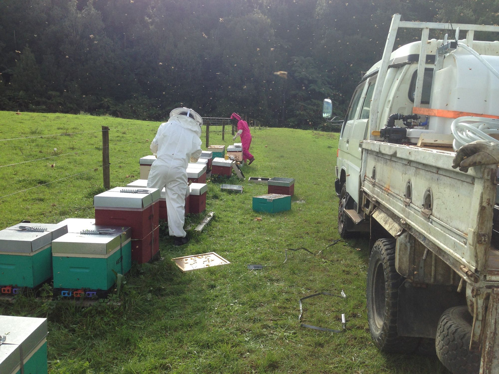 More hives, more honey