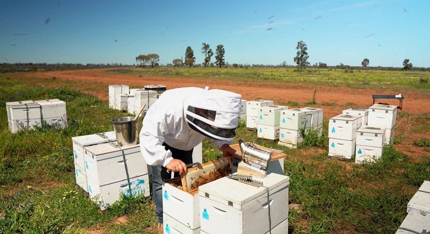 Beekeeping 101: Adding Another Super