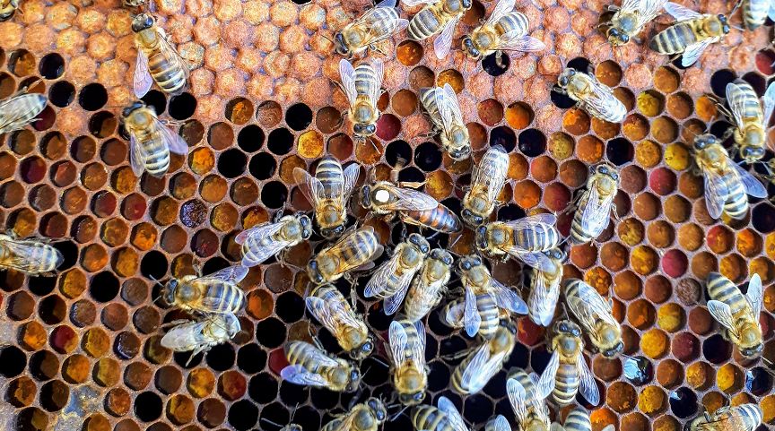 Ecrotek | Know Your Queen and Why She’s Important