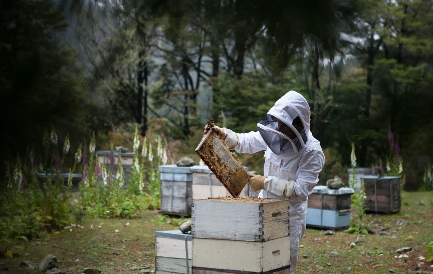 Understanding The Role Of The Queen Bee In A Colony - Ecrotek Beekeeping  Supplies Australia