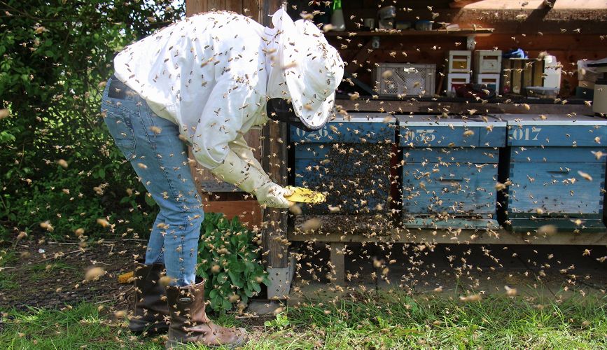 Beekeeping Safety Guidelines