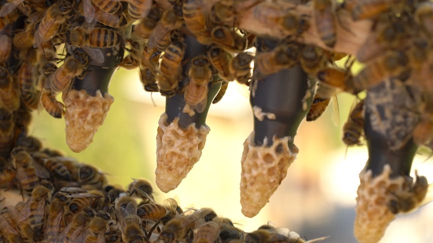 The Ins And Outs Of Queen Cells