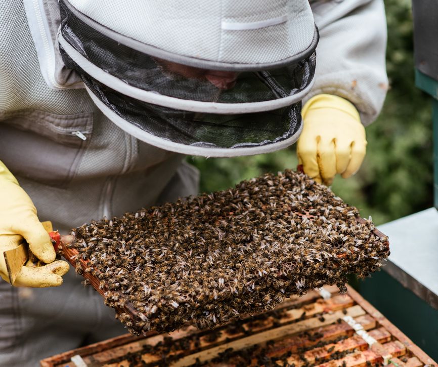 European Foul Brood: Symptoms, Treatment And Prevention