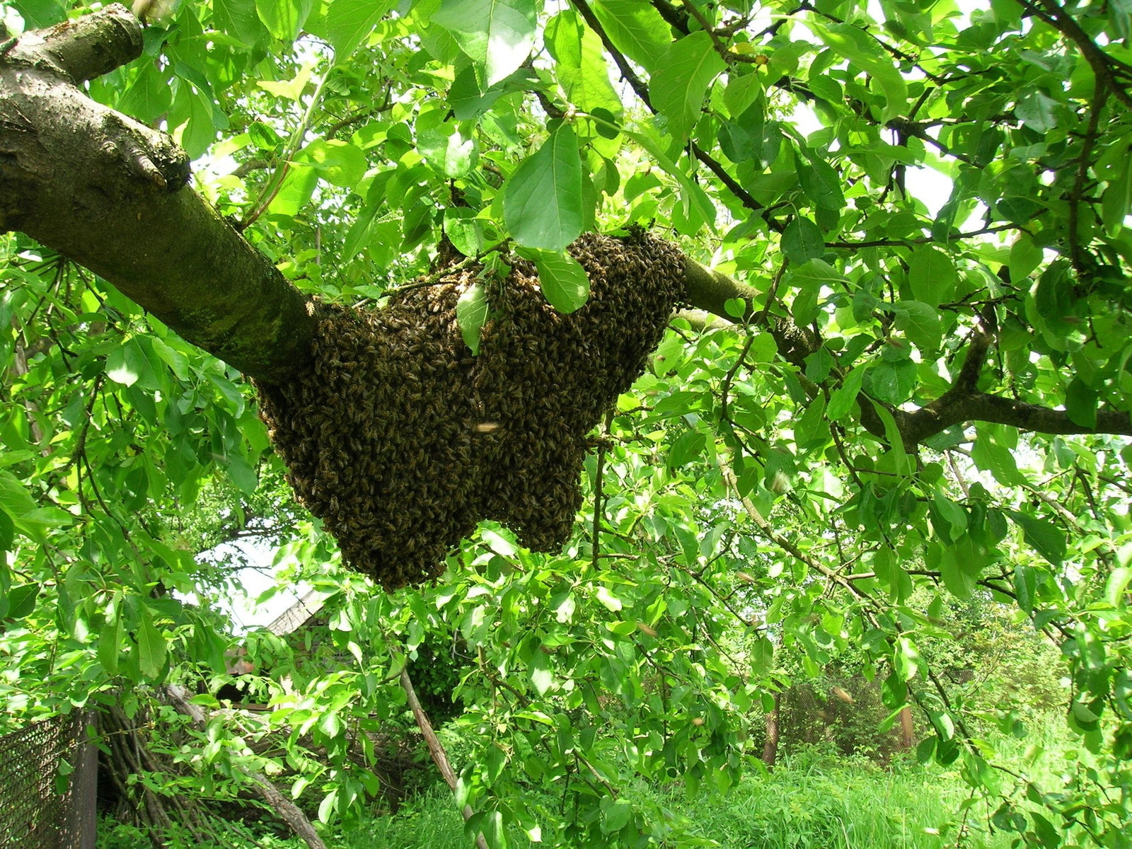 Minding your beeswax - Ecrotek Beekeeping Supplies Australia