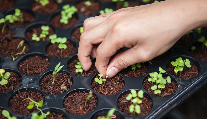 The Basics And Benefits Of Homesteading