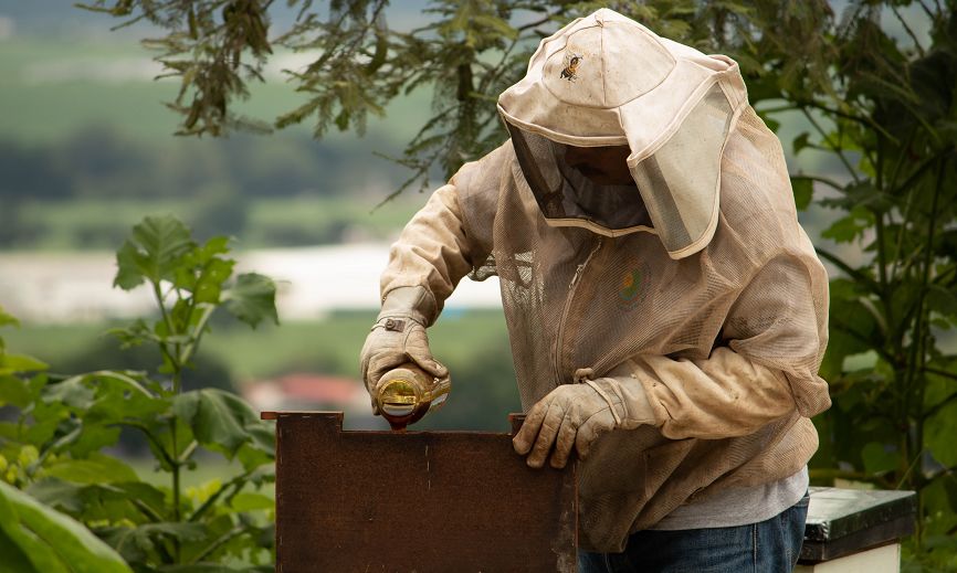 Feeding Bees In Australia: A full guide to feeding bees